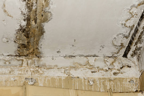 Best Basement Mold Removal  in Holland, OH