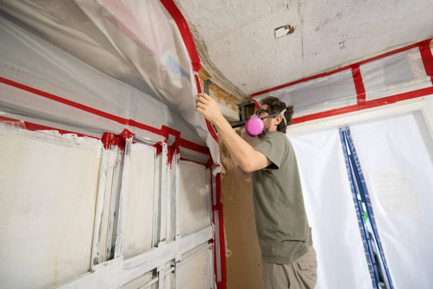 Best Mold Damage Restoration  in Holland, OH