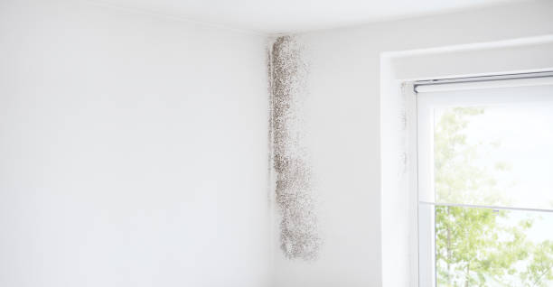 Best Emergency Mold Remediation  in Holland, OH