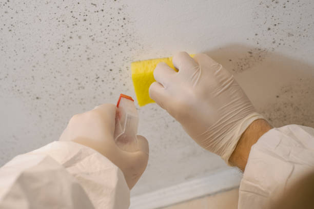 Best Mold Prevention Services  in Holland, OH