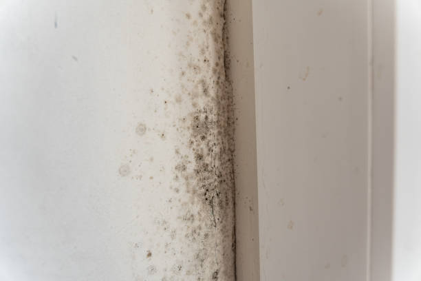 Best Attic Mold Removal  in Holland, OH