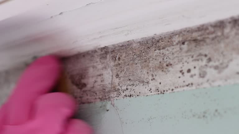 Best Forensic Mold Investigation  in Holland, OH